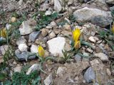 Tulipa thianschanica