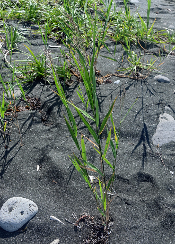 Изображение особи Phragmites australis.