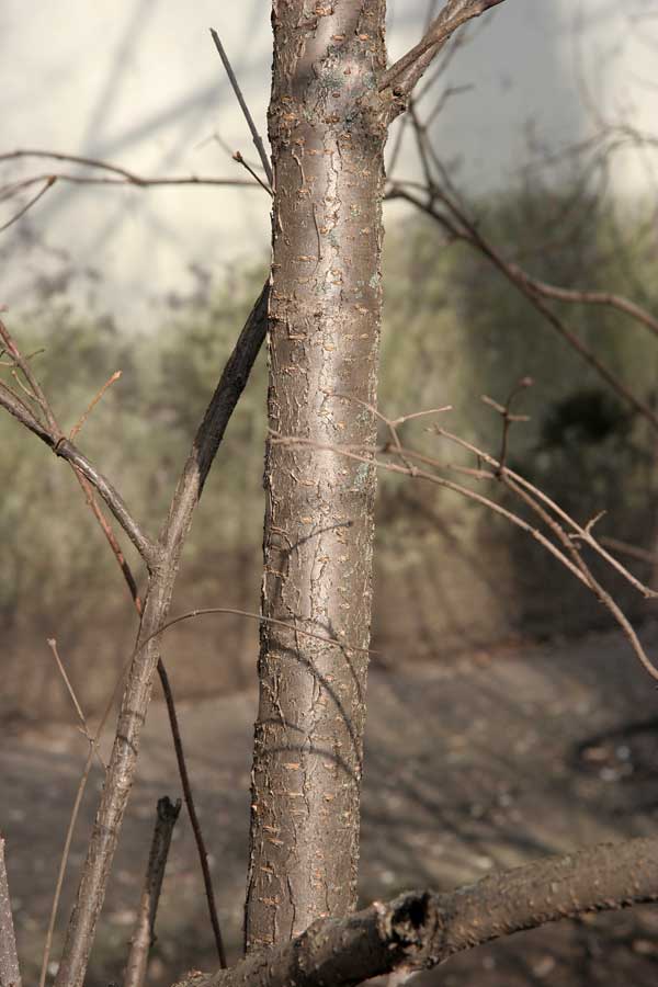 Image of Syringa amurensis specimen.