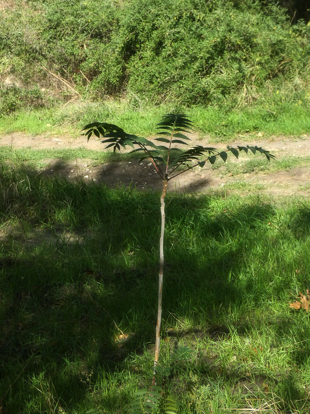 Image of Ailanthus altissima specimen.