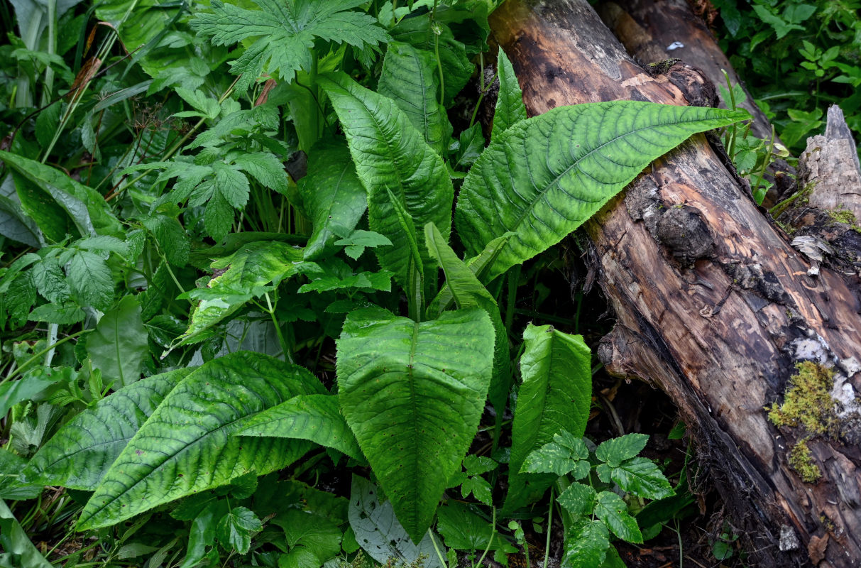 Image of Cirsium heterophyllum specimen.