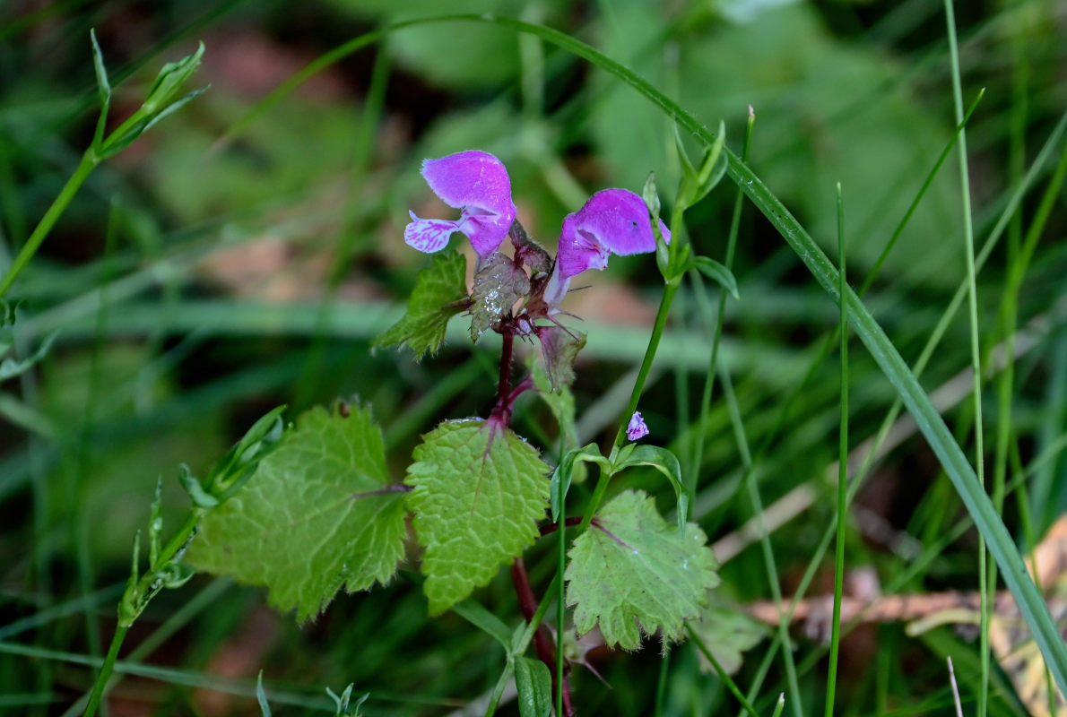Image of Lamium maculatum specimen.