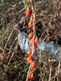 Lycium barbarum