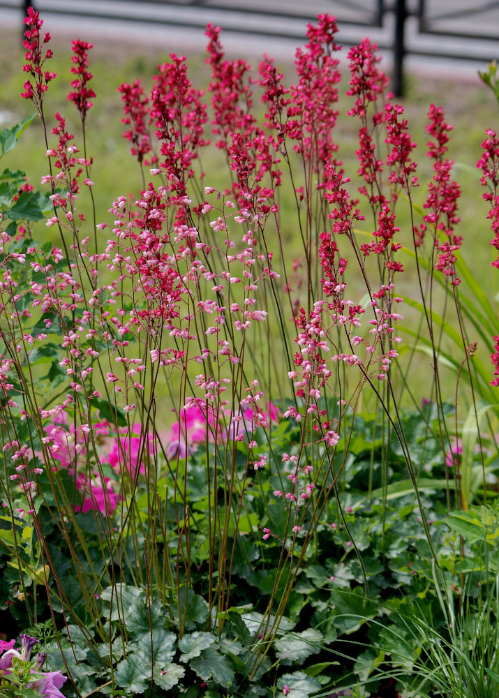 Изображение особи Heuchera sanguinea.