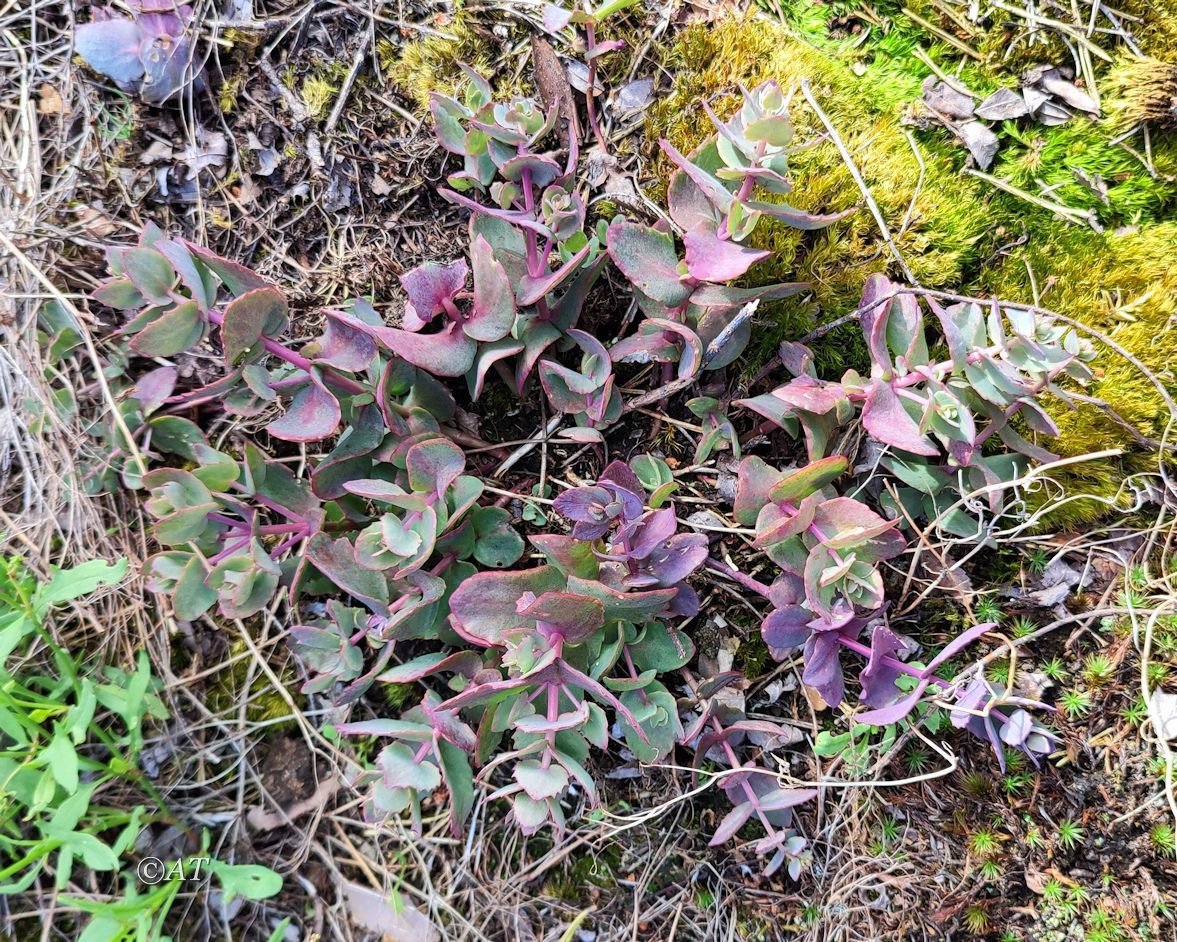 Image of genus Hylotelephium specimen.