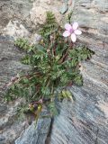 род Erodium