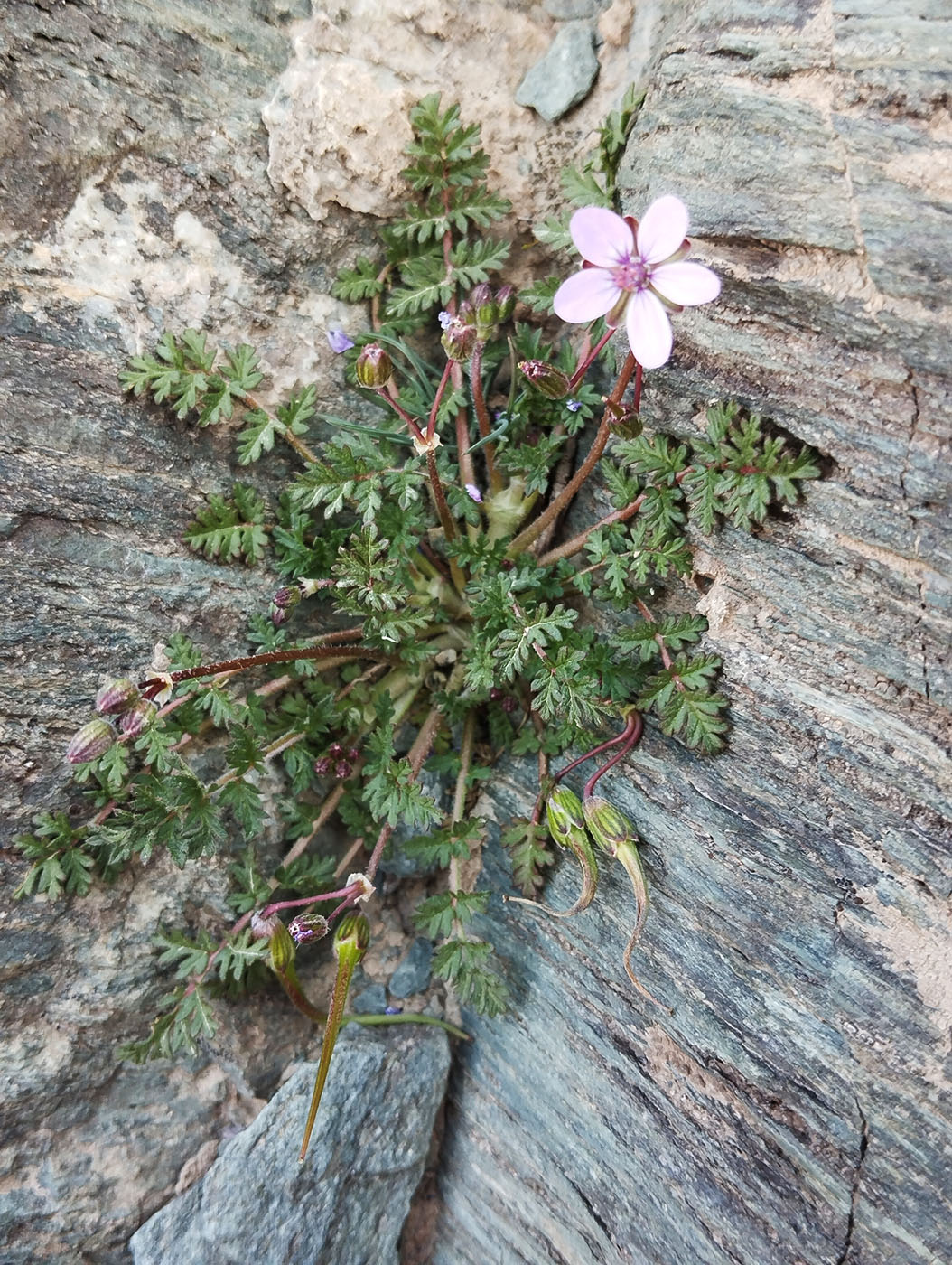Изображение особи род Erodium.