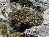 род Grimmia