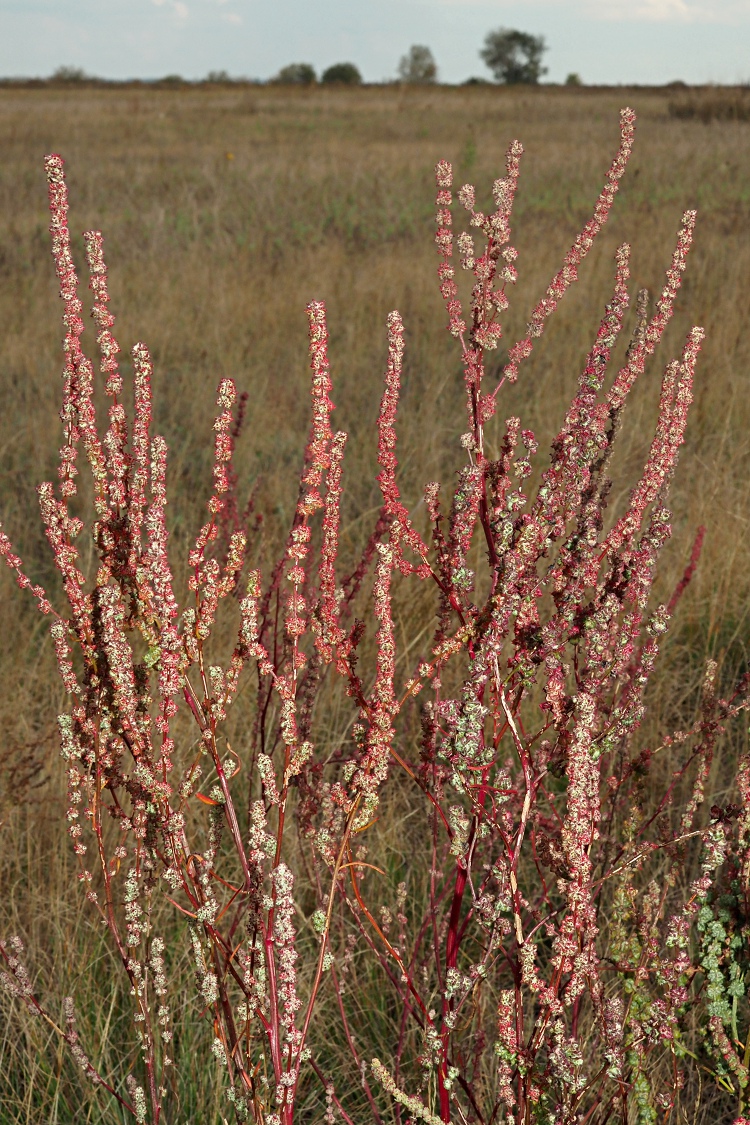 Image of Atriplex patens specimen.