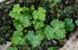 Ranunculus cappadocicus