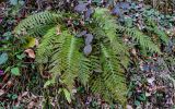 Polystichum braunii. Взрослое растение в сообществе с Cyclamen coum и Rubus. Краснодарский край, Сочи, Хостинский р-н, Змейковские водопады, широколиственный лес. 11.03.2025.