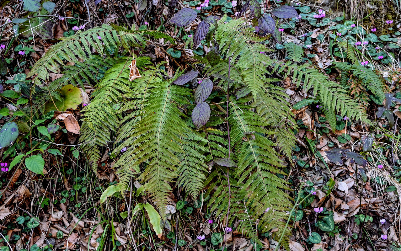 Image of Polystichum braunii specimen.