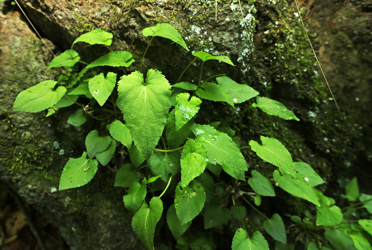 Изображение особи Viola albida.