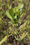 Salix triandra. Верхушка ветви с мужскими соцветиями и молодыми побегами с погрызенными листьями. Беларусь, Витебская обл., окр. пос. Езерище, берег оз. Езерище, граница суходольного луга и заболоченного берега озера. 09.05.2025.