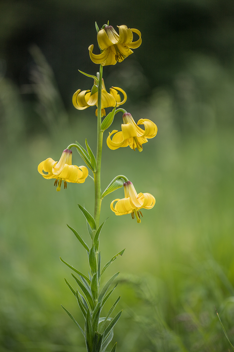 Image of Lilium monadelphum specimen.