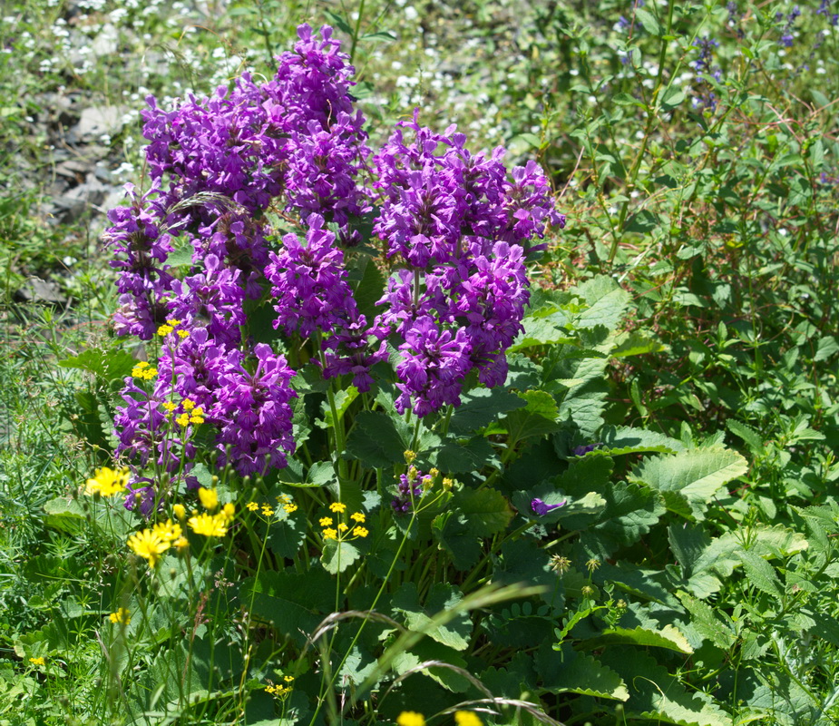 Изображение особи Betonica macrantha.