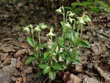 Chimaphila japonica. Цветущие растения. Хабаровский край, окр. г. Комсомольск-на-Амуре, широколиственный лес. 29.06.2025.