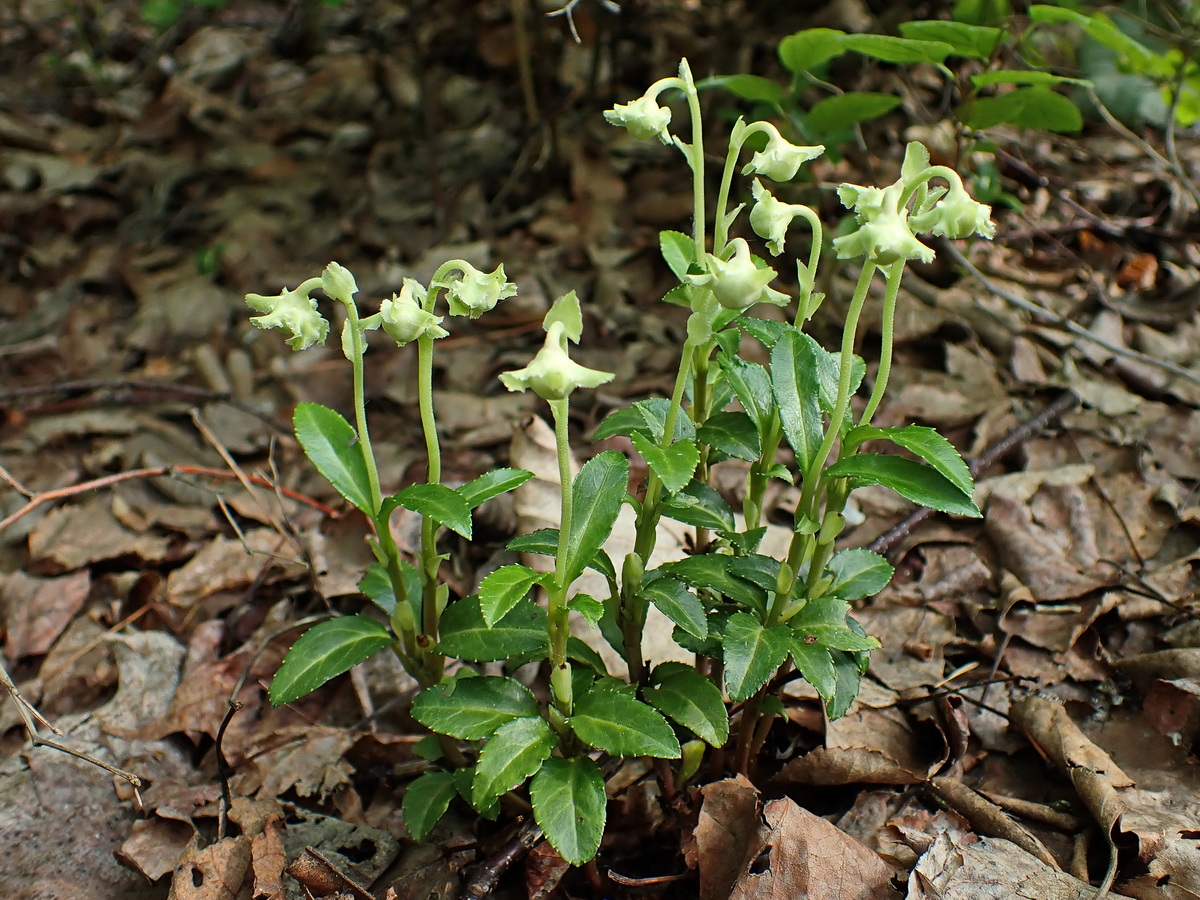 Изображение особи Chimaphila japonica.