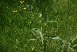 genus Rumex