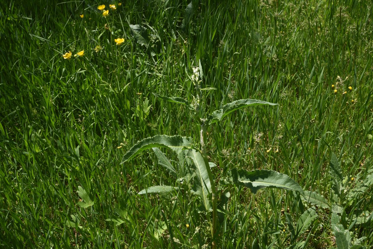 Изображение особи род Rumex.