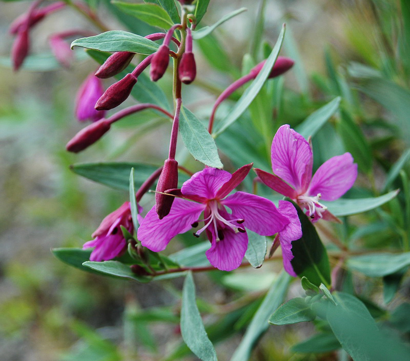 Image of Chamaenerion latifolium specimen.