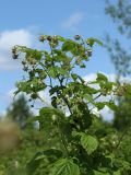 Rubus idaeus