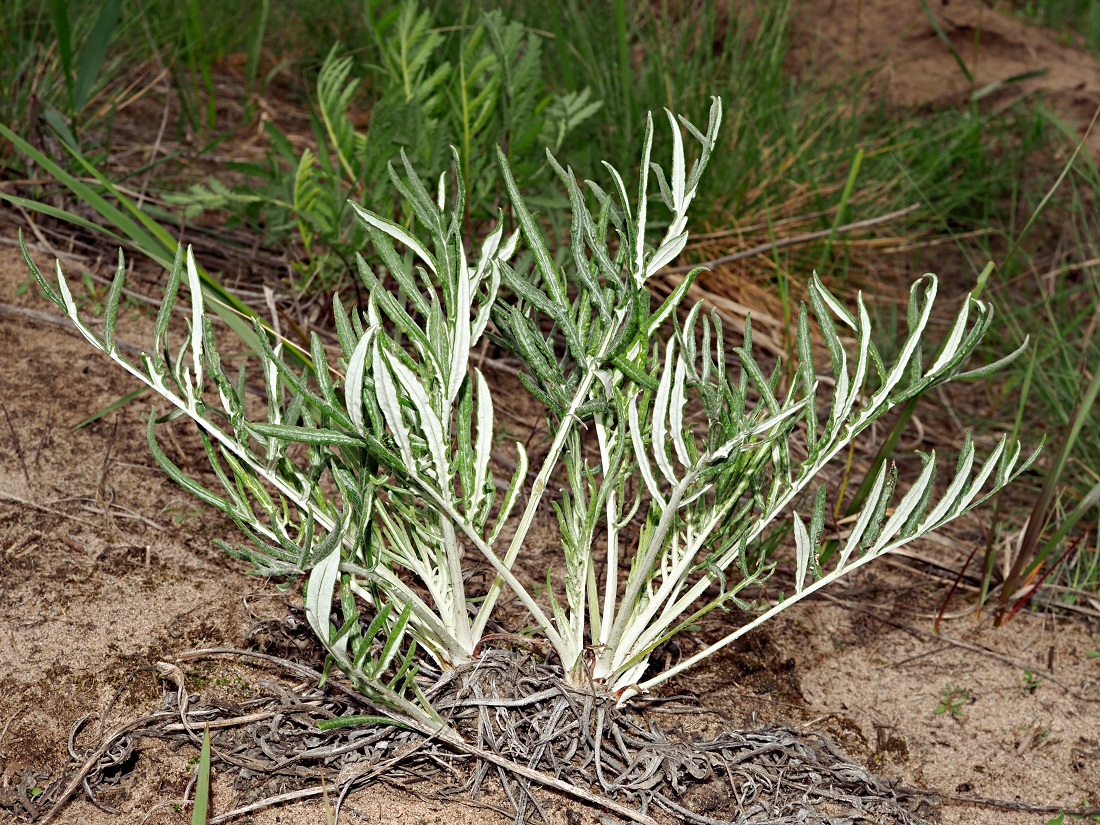 Image of Jurinea cyanoides specimen.