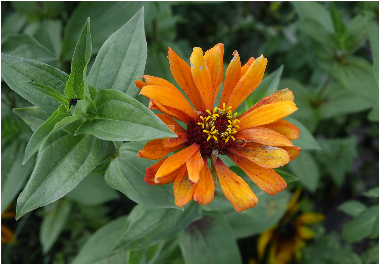 Изображение особи Zinnia elegans.