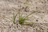 Cyperus michelianus