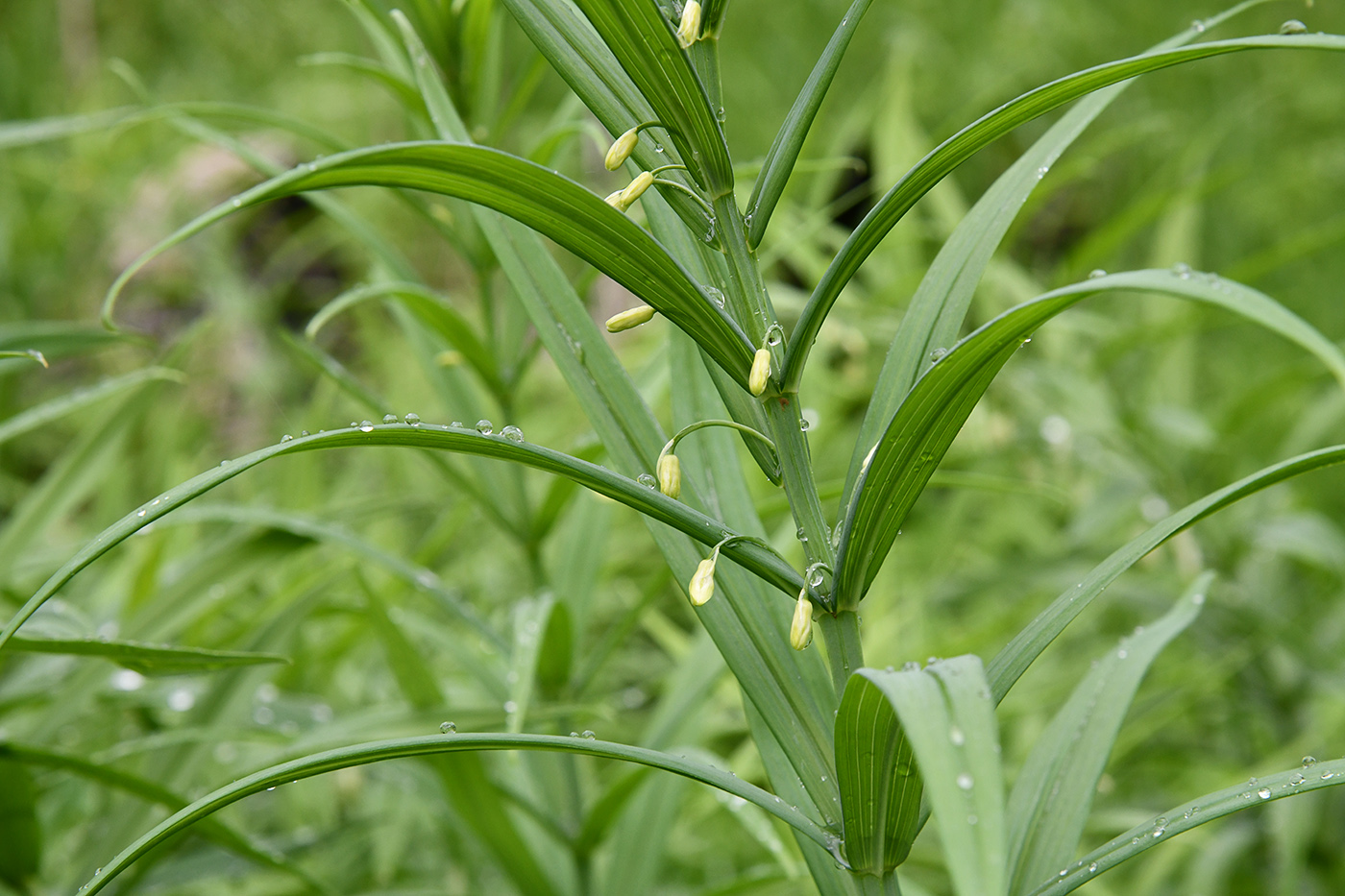 Изображение особи Polygonatum sewerzowii.