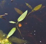 Persicaria amphibia. Верхушка побега. Ярославская обл., Мышкинский р-н, окр. дер. Борок, правый берег р. Юхоть в 1,3 км от устья, в воде. 14 июля 2025 г.