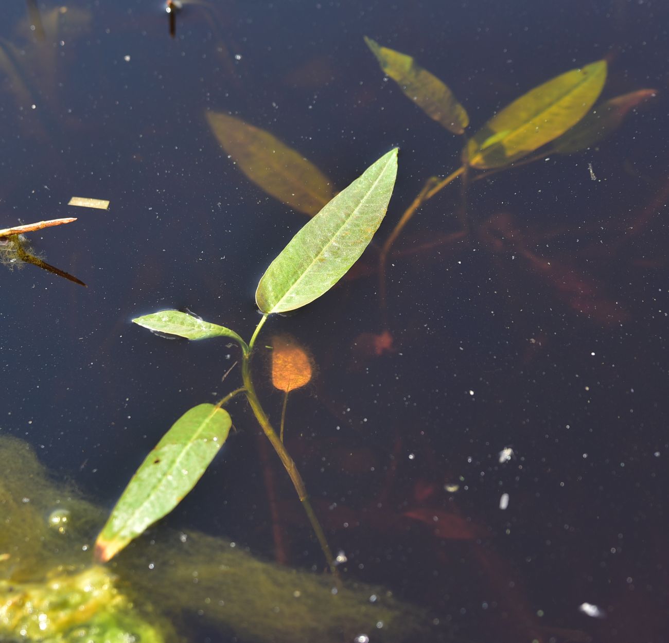Image of Persicaria amphibia specimen.