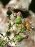 Cirsium vulgare