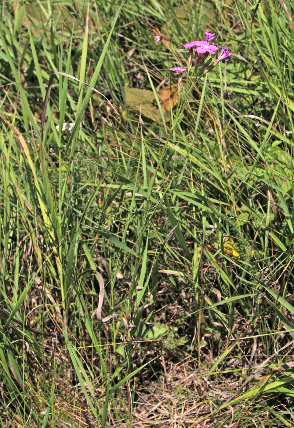 Image of Dianthus eugeniae specimen.