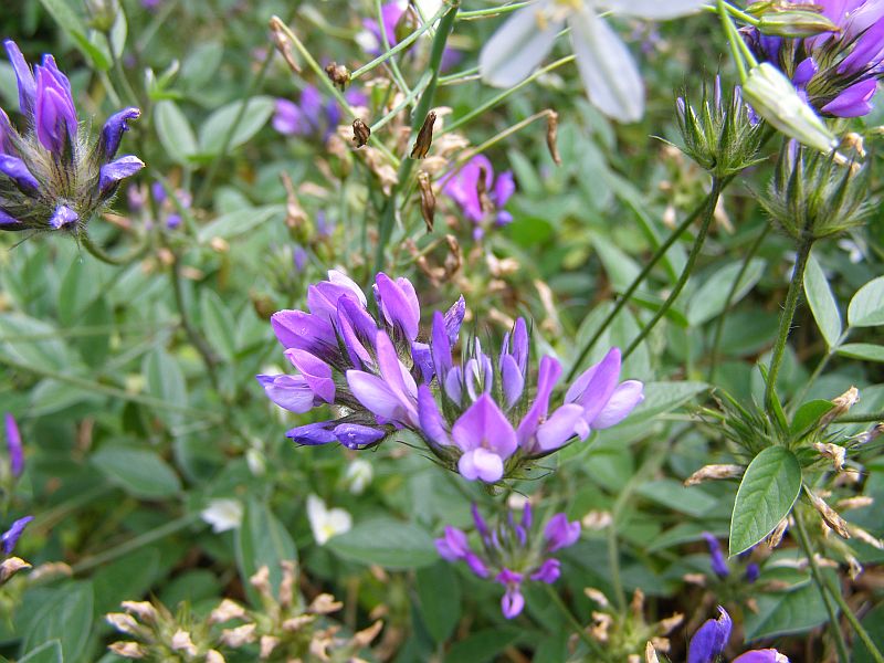 Изображение особи Psoralea bituminosa ssp. pontica.