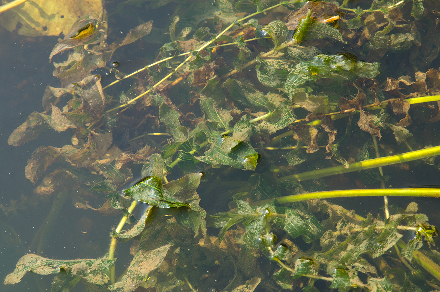 Изображение особи Potamogeton perfoliatus.