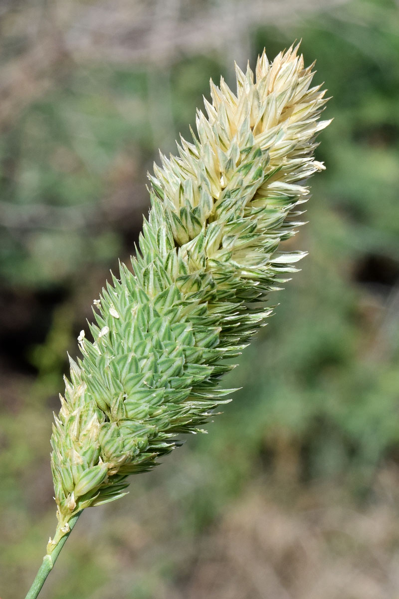 Изображение особи род Phalaris.