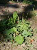 View full-size image Plantago major