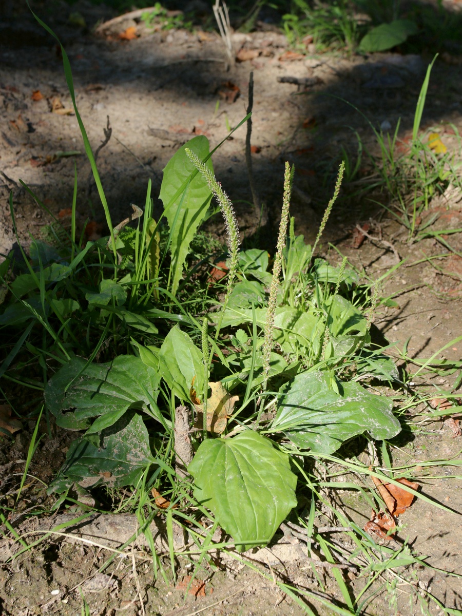 Image of Plantago major specimen.