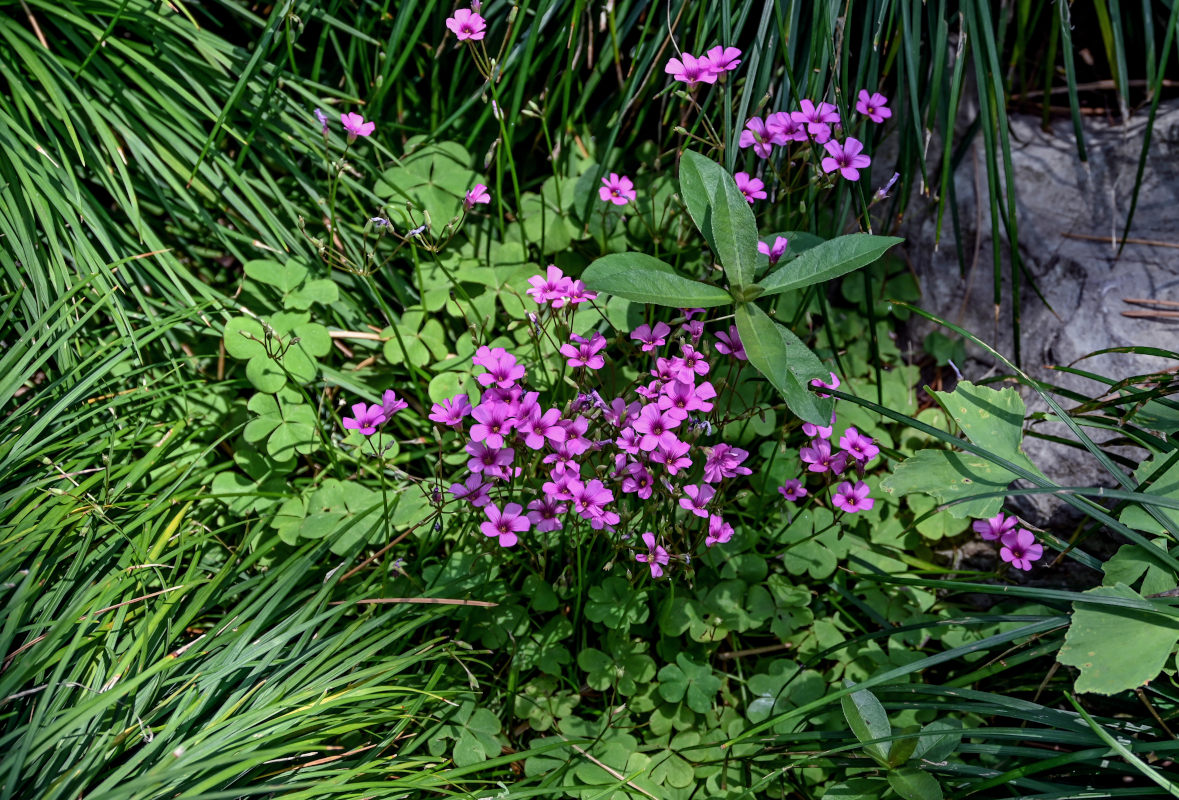 Изображение особи Oxalis articulata.