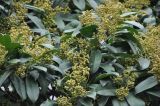 Photinia serratifolia. Соплодия и листья. Китай, пров. Шэньси, г. Сиань, комплекс буддийского монастыря в р-не Большой пагоды диких гусей, в культуре. 14.10.2025.