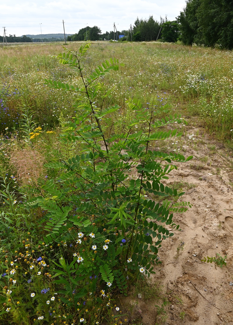 Изображение особи род Robinia.