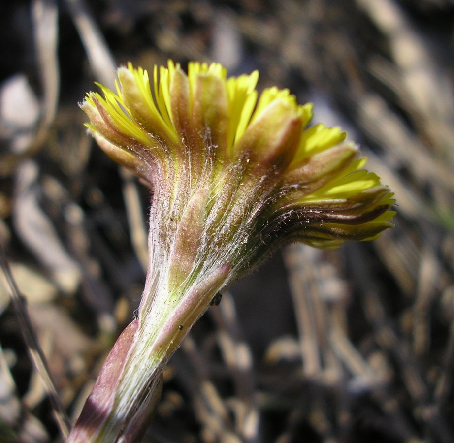 Image of Tussilago farfara specimen.