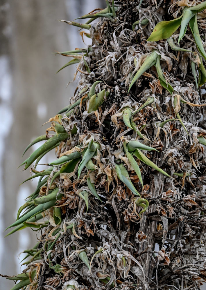 Изображение особи Agave attenuata.
