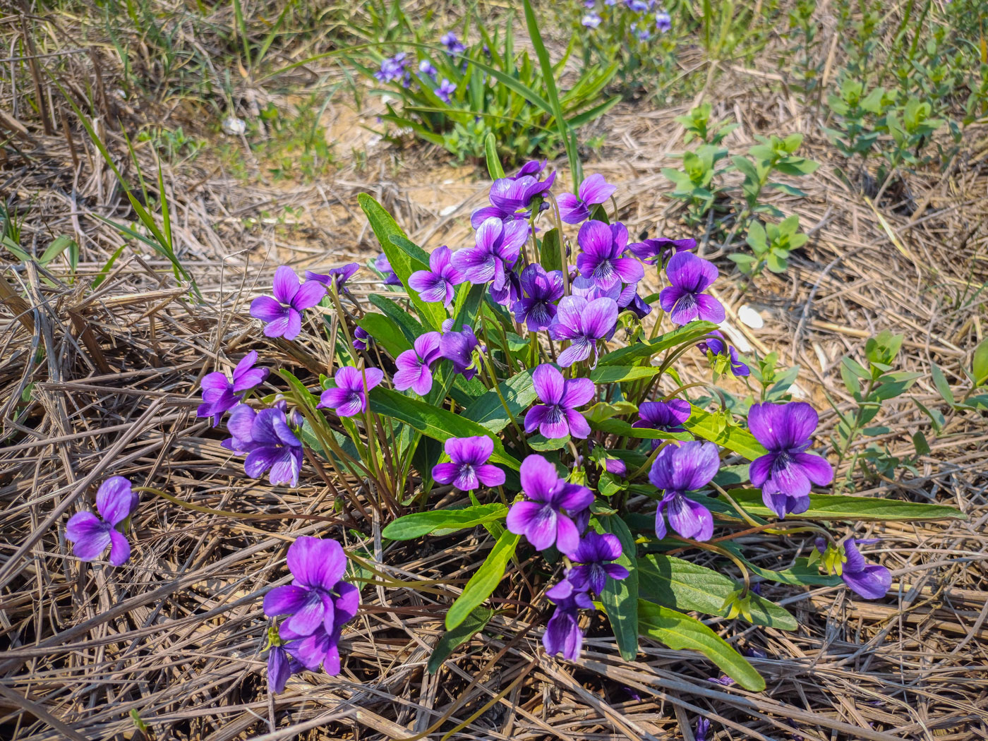 Изображение особи Viola mandshurica.