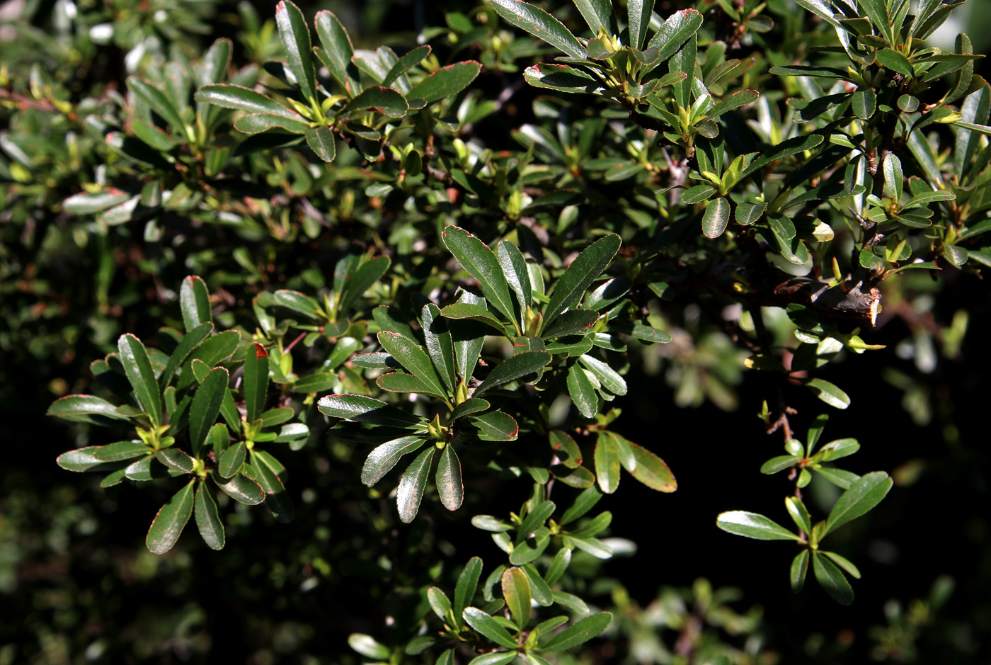 Image of Pyracantha crenulata specimen.