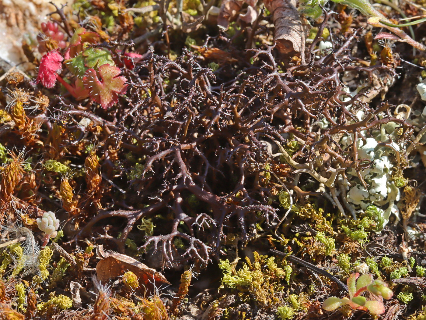 Изображение особи Cetraria aculeata.