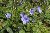 Vinca minor. Побеги с цветками и бутонами. Ленинградская обл., Ломоносовский р-н, дер. Дубки, дачный участок, цветник. 01.05.2026.