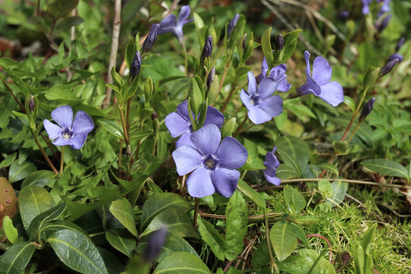 Image of Vinca minor specimen.