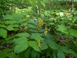 Lathyrus aureus. Верхушка цветущего растения. Крым, Кировский р-н, Агармышский лес, дубово-буковый лес. 03.05.2025.